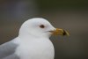Ring-billed Gull at Westcliff Seafront (Steve Arlow) (19899 bytes)
